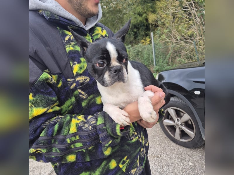 Aspen - lieb, clever und bereit für eine eigene Familie