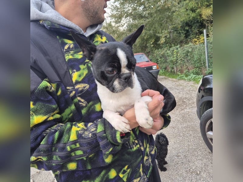 Aspen - lieb, clever und bereit für eine eigene Familie