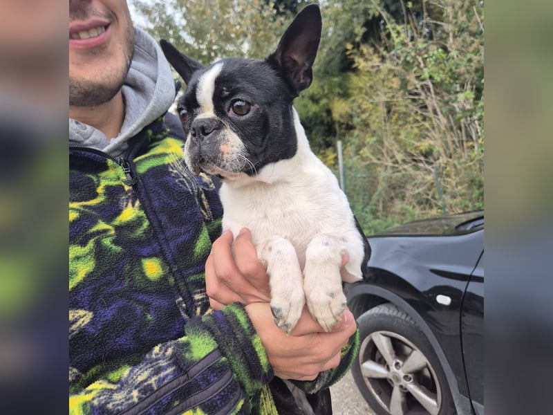 Aspen - lieb, clever und bereit für eine eigene Familie