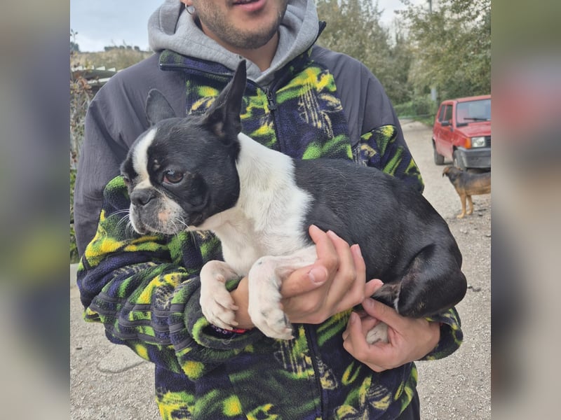 Aspen - lieb, clever und bereit für eine eigene Familie