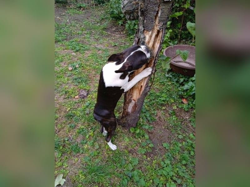 Boston Terrier Rüde, Welpe. FCI Ahnentafel