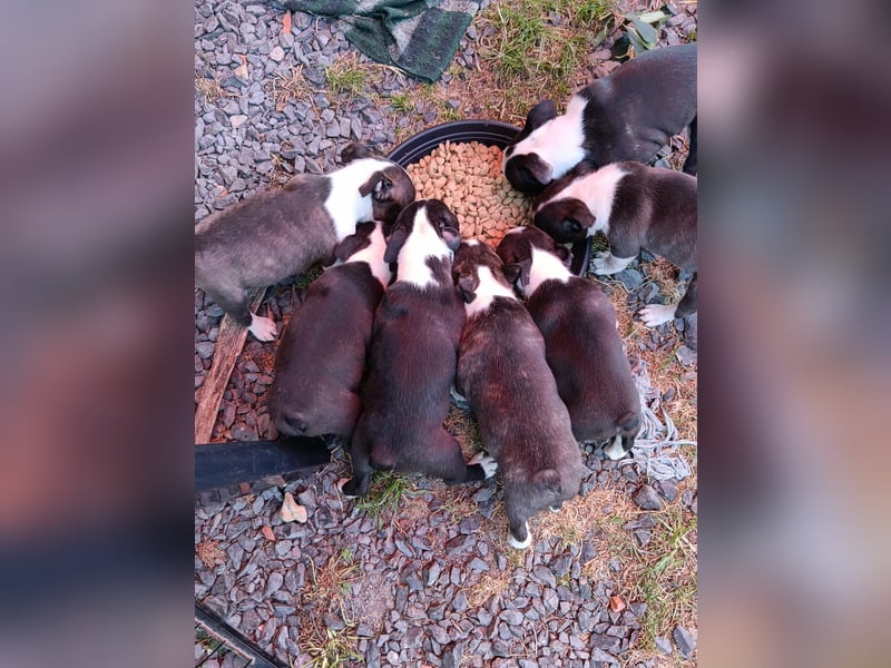 Boston Terrier Welpen. FCI Ahnentafel mit US Originalstandart