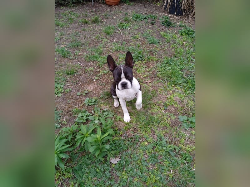 Boston Terrier Rüde, Welpe. FCI Ahnentafel
