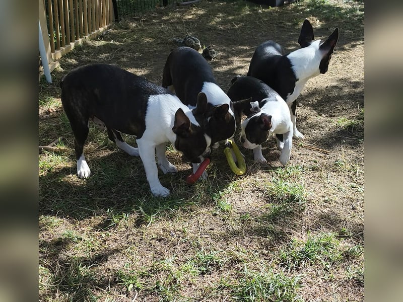 Boston Terrier Rüde, Welpe. FCI Ahnentafel