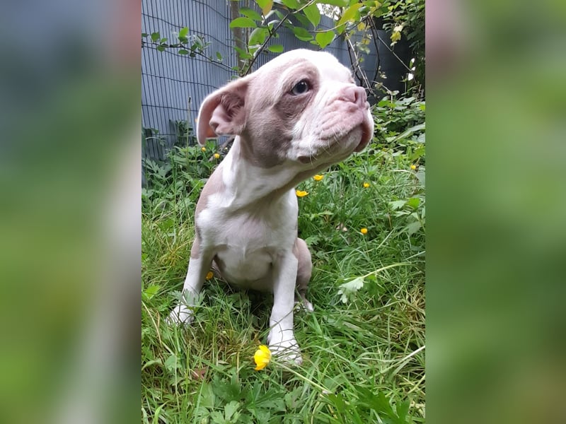 Welpe Boston Terrier Rüde