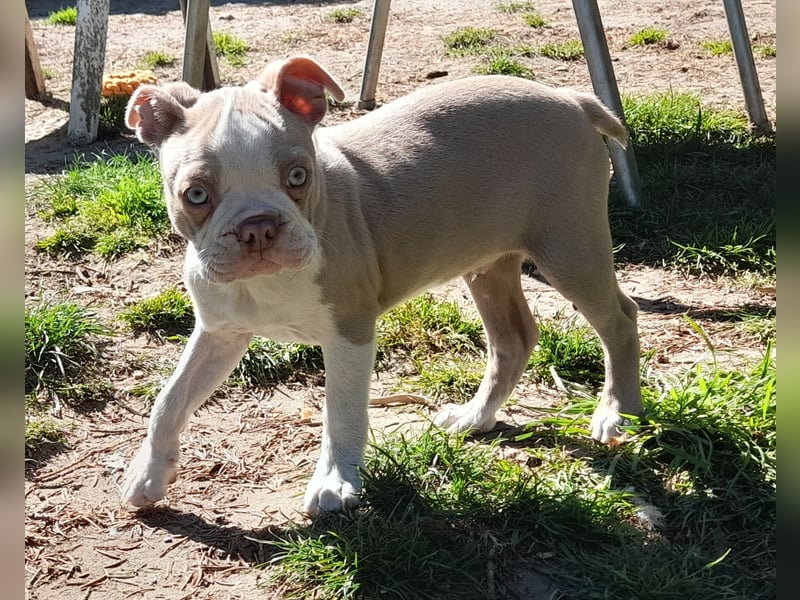 Welpe Boston Terrier Rüde