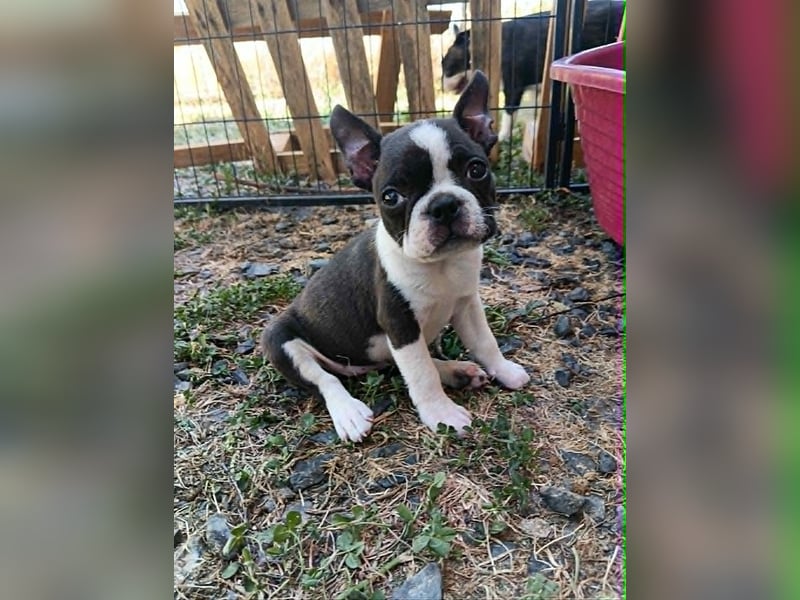Boston Terrier Welpen nach US-Standart.
