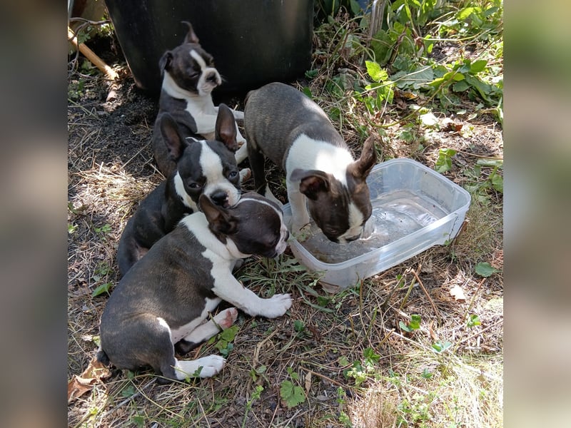 Boston Terrier Welpen, mit viel Charme, FCI Ahnentafel