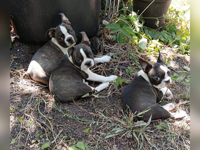 Boston Terrier Welpen, mit viel Charme, FCI Ahnentafel