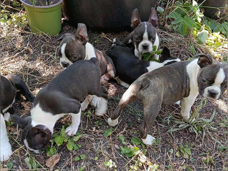 Boston Terrier Welpen, mit viel Charme, FCI Ahnentafel