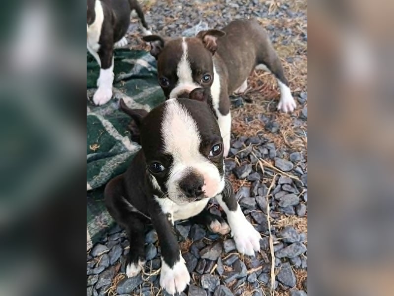 Boston Terrier Welpen nach US-Standart.