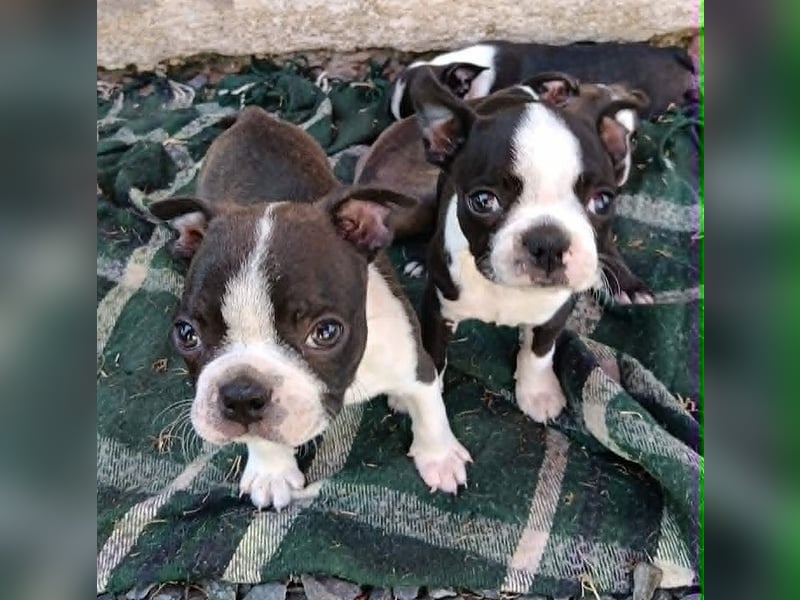Boston Terrier Welpen nach US-Standart.