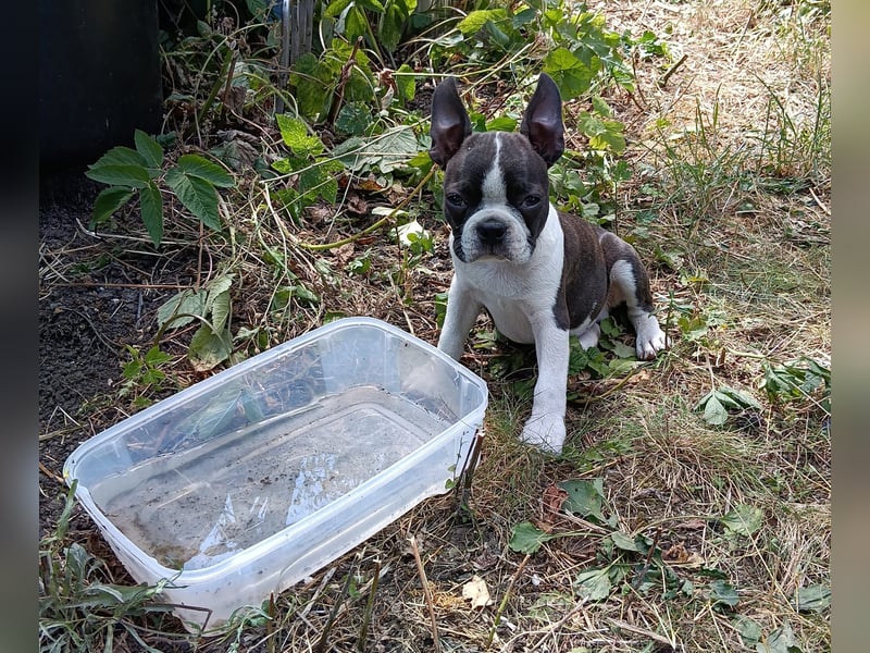 Boston Terrier Welpen, mit viel Charme, FCI Ahnentafel