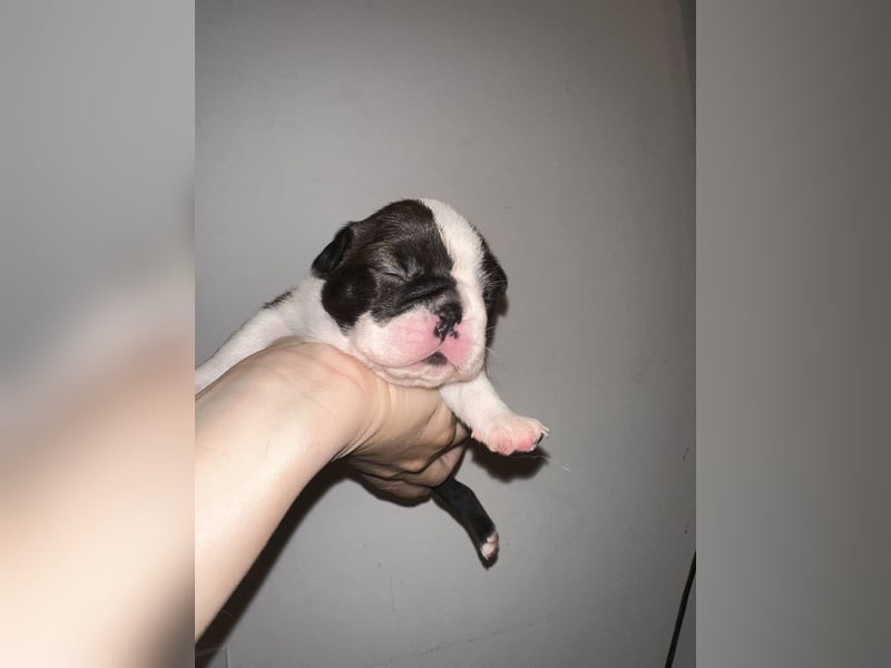 FCI Boston Terrier Welpe – Ximena Nero di Angelo