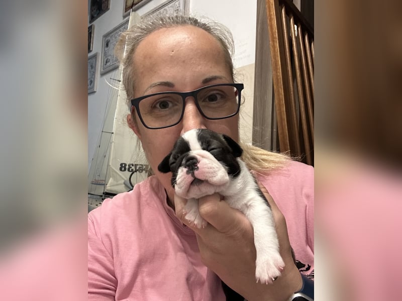 FCI Boston Terrier Welpe – Ximena Nero di Angelo