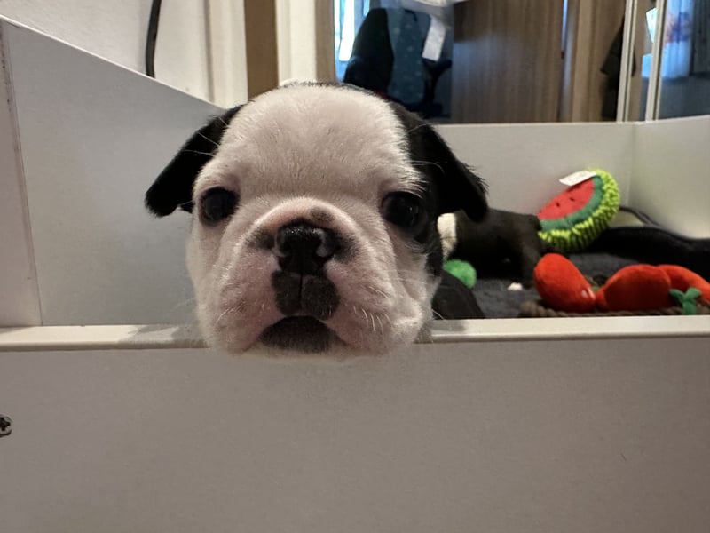 FCI Boston Terrier Welpe – Xanax Nero di Angelo