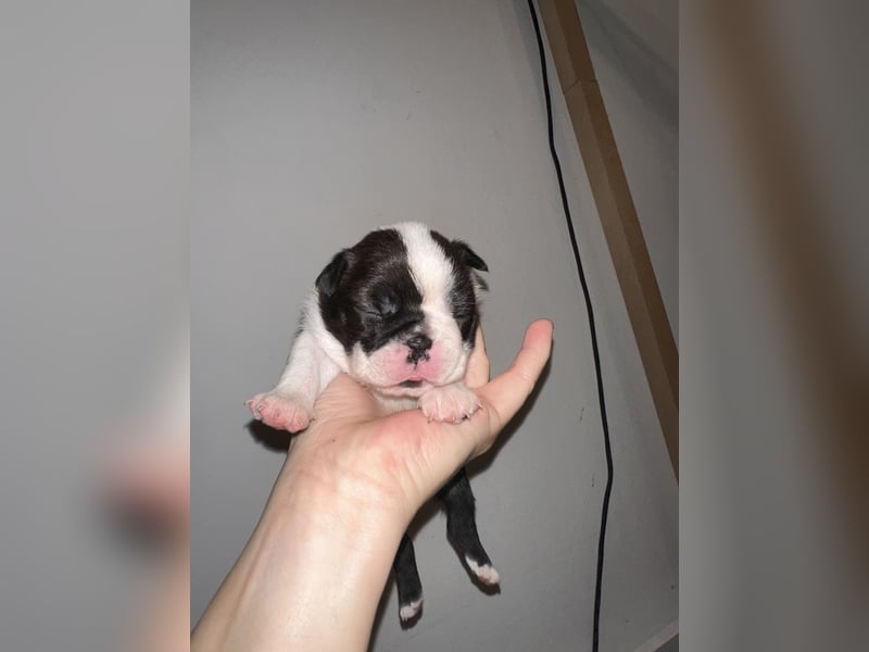 FCI Boston Terrier Welpe – Ximena Nero di Angelo