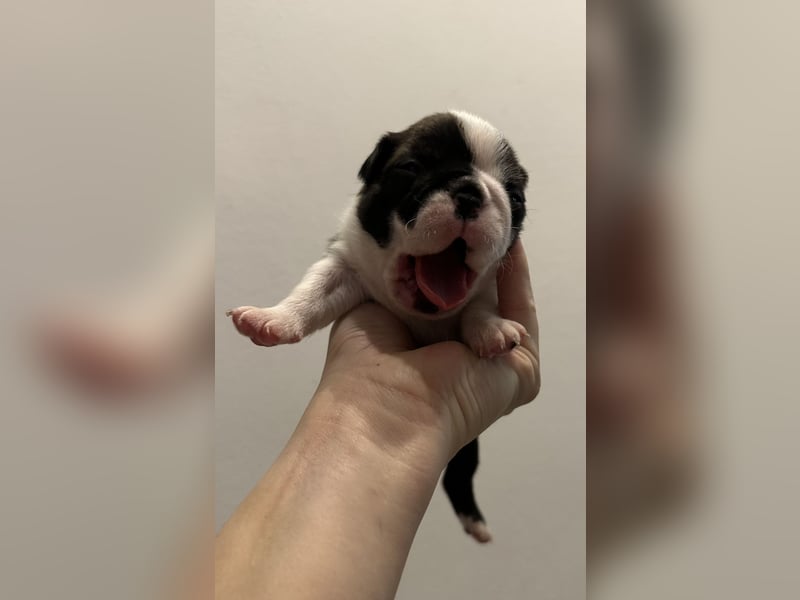 FCI Boston Terrier Welpe – Ximena Nero di Angelo