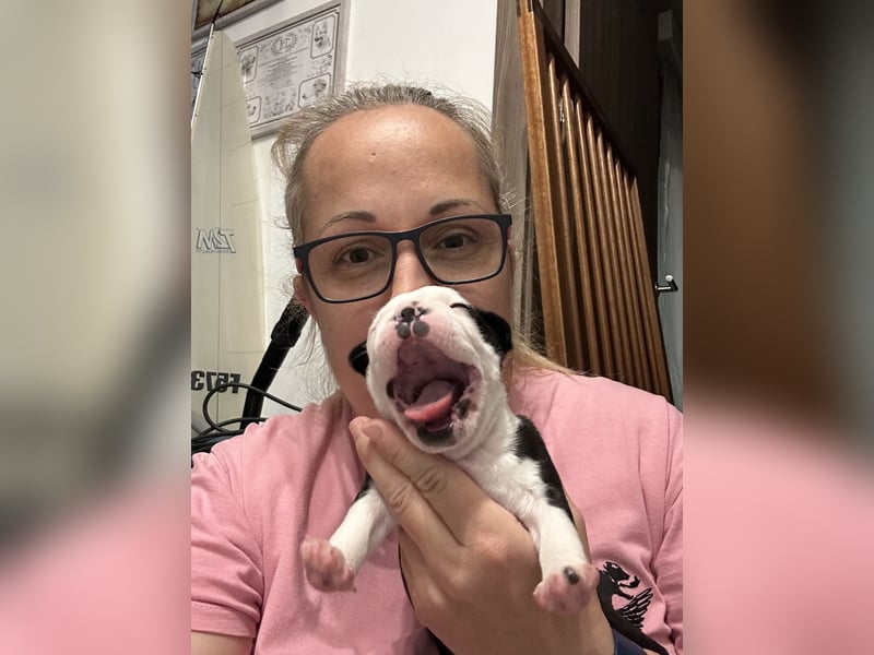 FCI Boston Terrier Welpe – Xanax Nero di Angelo