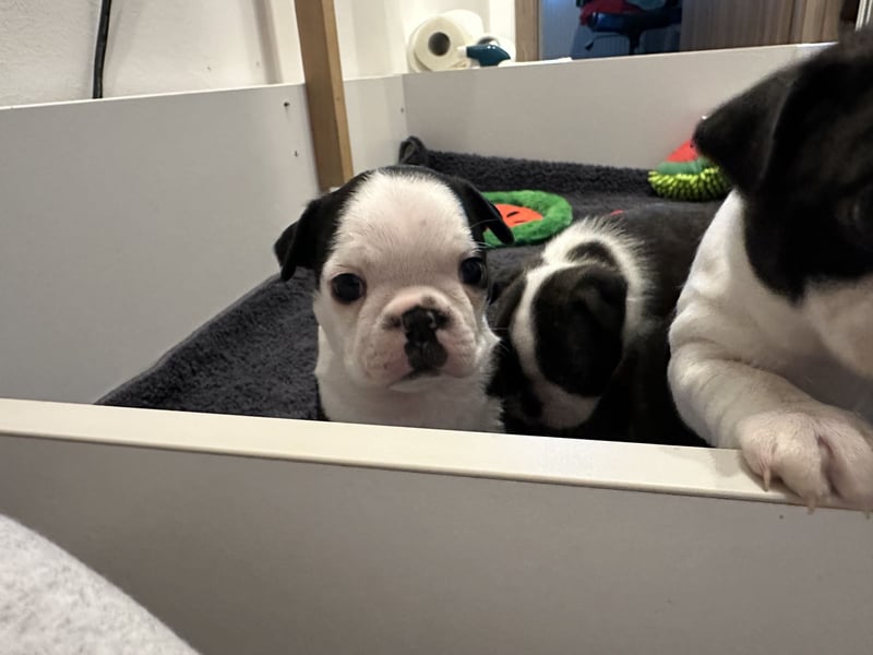 FCI Boston Terrier Welpe – Xanax Nero di Angelo