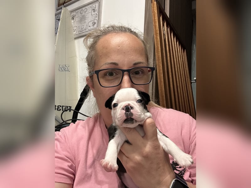 FCI Boston Terrier Welpe – Xanax Nero di Angelo