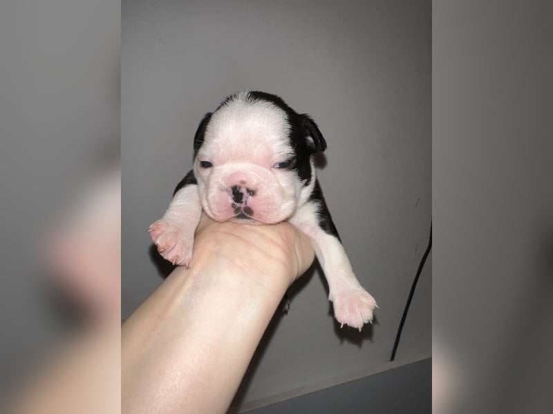 FCI Boston Terrier Welpe – Xanax Nero di Angelo