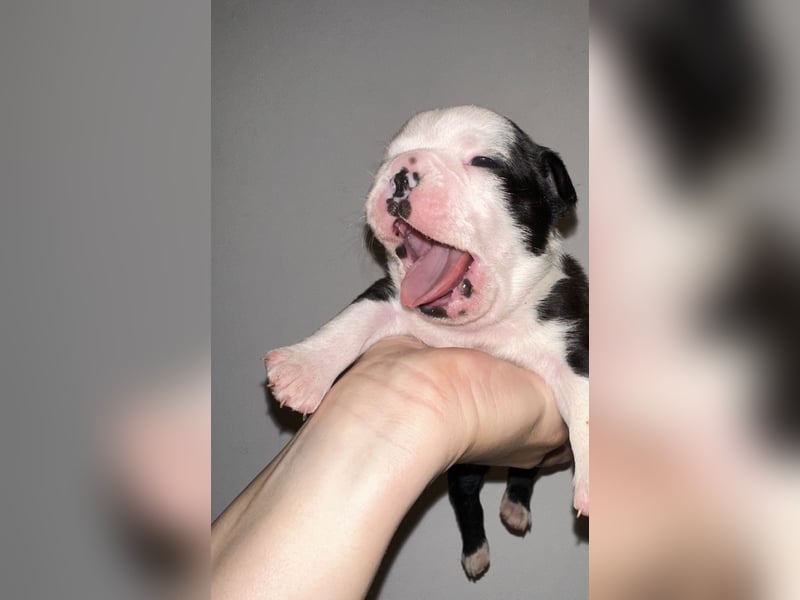 FCI Boston Terrier Welpe – Xanax Nero di Angelo