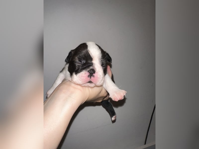 FCI Boston Terrier Welpe – Ximena Nero di Angelo