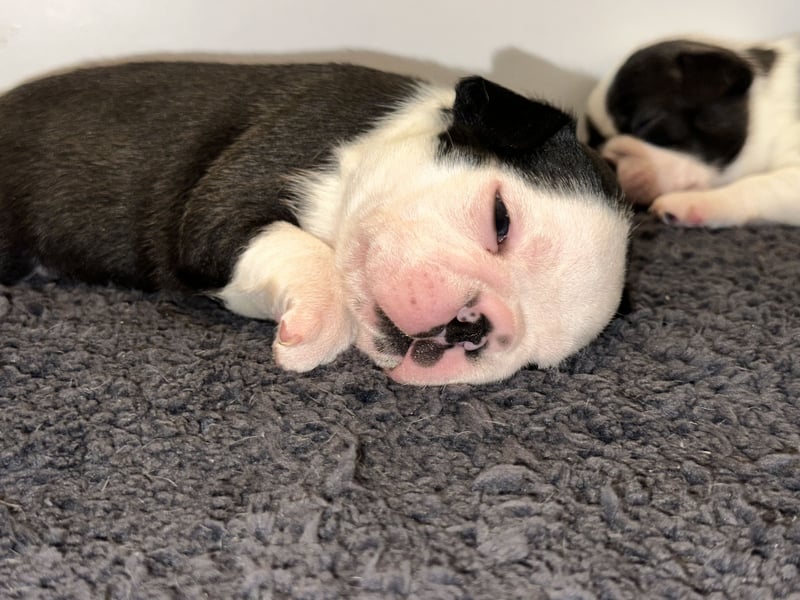 FCI Boston Terrier Welpe – Xanax Nero di Angelo