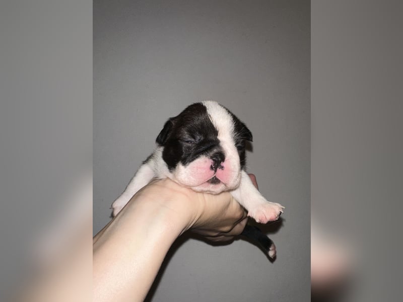 FCI Boston Terrier Welpe – Ximena Nero di Angelo
