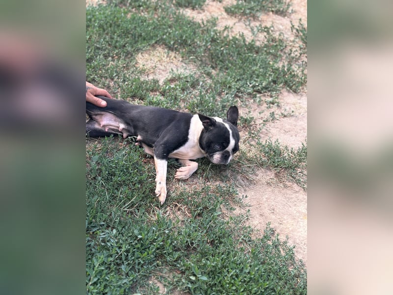 Bella, schüchterne Boston Terrier Hündin geb. 04/2021