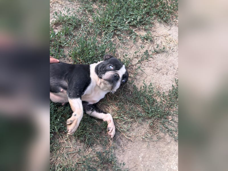 Bella, schüchterne Boston Terrier Hündin geb. 04/2021