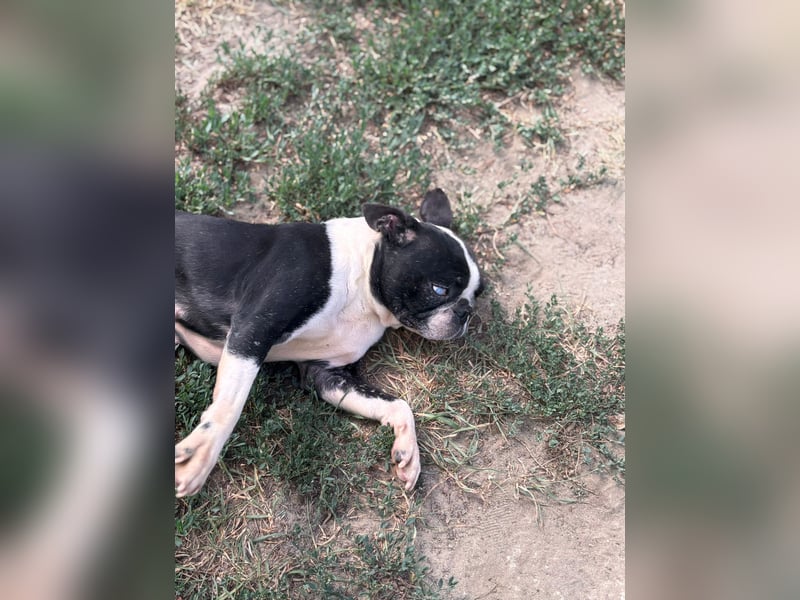 Bella, schüchterne Boston Terrier Hündin geb. 04/2021