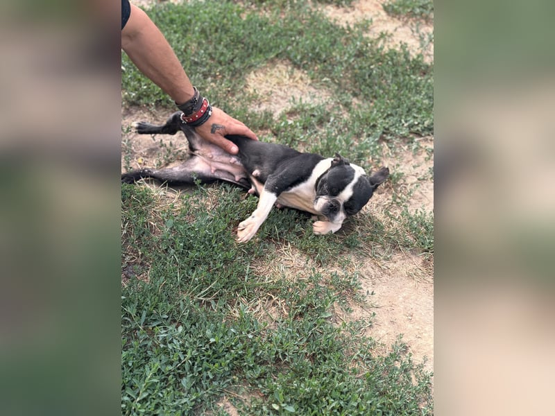 Bella, schüchterne Boston Terrier Hündin geb. 04/2021