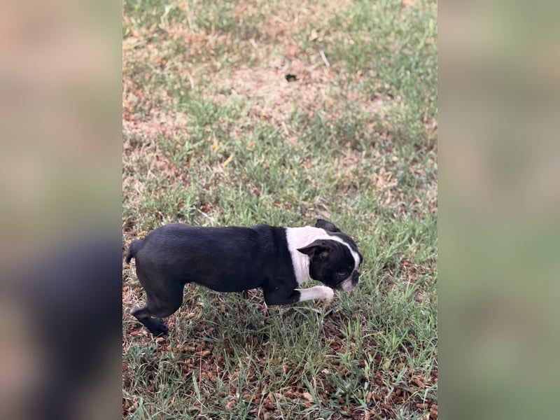 Bella, schüchterne Boston Terrier Hündin geb. 04/2021