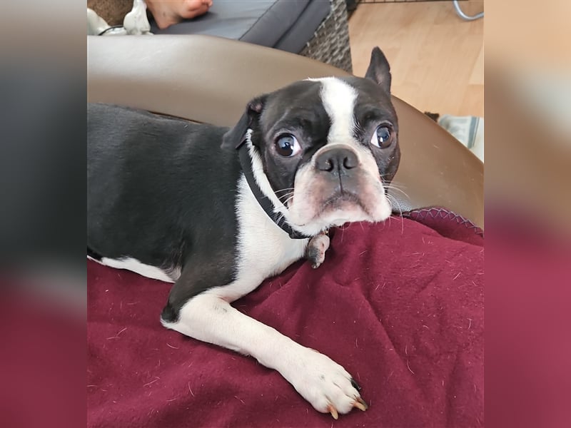 Boston Terrier sucht dringend neues liebevolles Zuhause