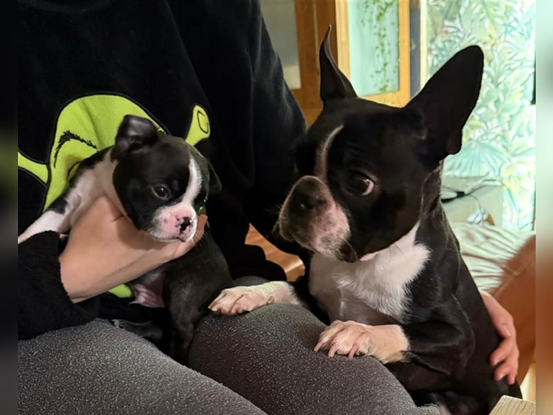 Boston Terrier Welpe Quicksilver (Rüde) Abgabe ab dem 9. November