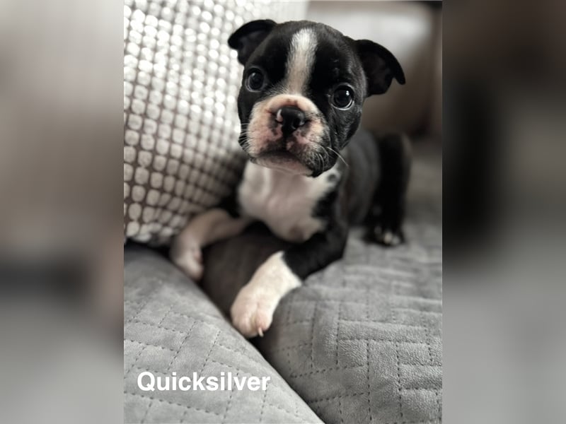 Boston Terrier Welpe Quicksilver (Rüde) Abgabe ab dem 9. November