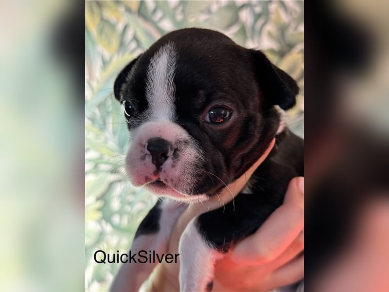 Boston Terrier Welpe Quicksilver (Rüde) Abgabe ab dem 9. November