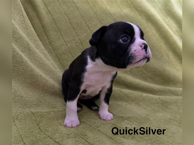 Boston Terrier Welpe Quicksilver (Rüde) Abgabe ab dem 9. November