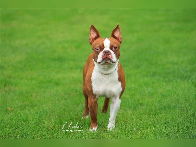 Boston Terrier Deckrüde vom Züchter