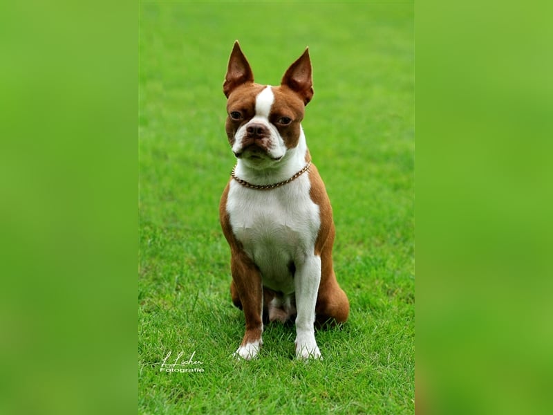 Boston Terrier Deckrüde vom Züchter