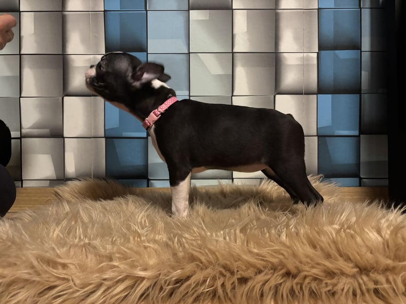 Boston-Terrier-Welpen von preisgekrönten Eltern