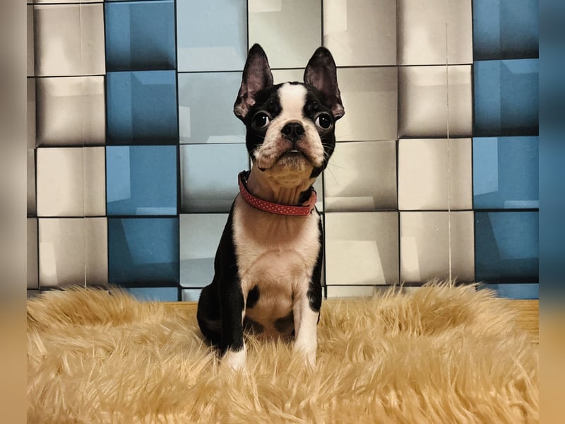 Boston-Terrier-Welpen von preisgekrönten Eltern