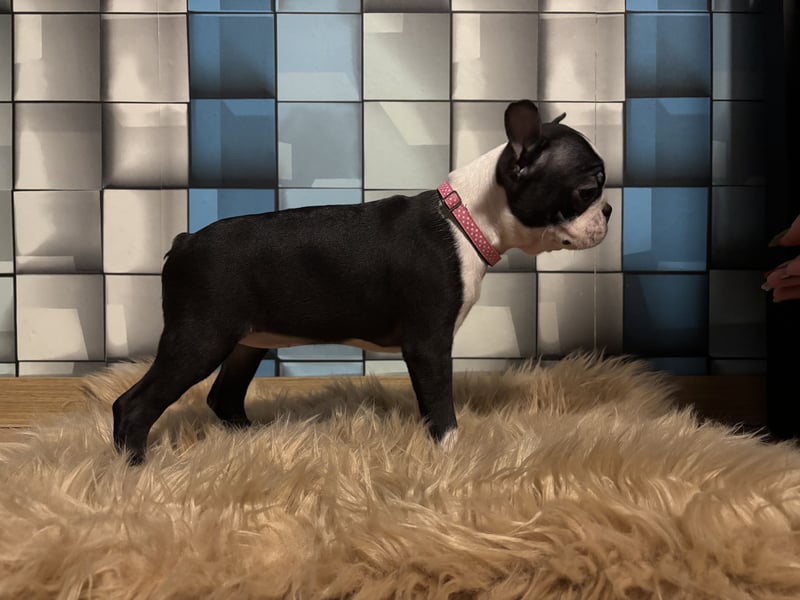 Boston-Terrier-Welpen von preisgekrönten Eltern
