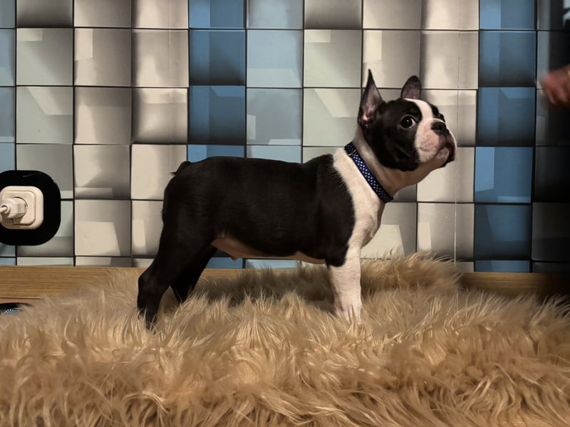 Boston-Terrier-Welpen von preisgekrönten Eltern
