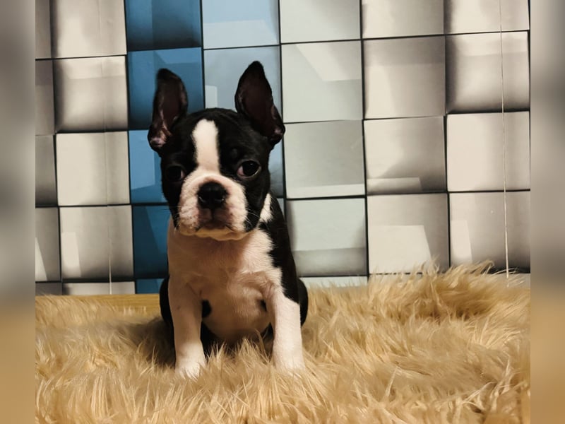 Boston-Terrier-Welpen von preisgekrönten Eltern