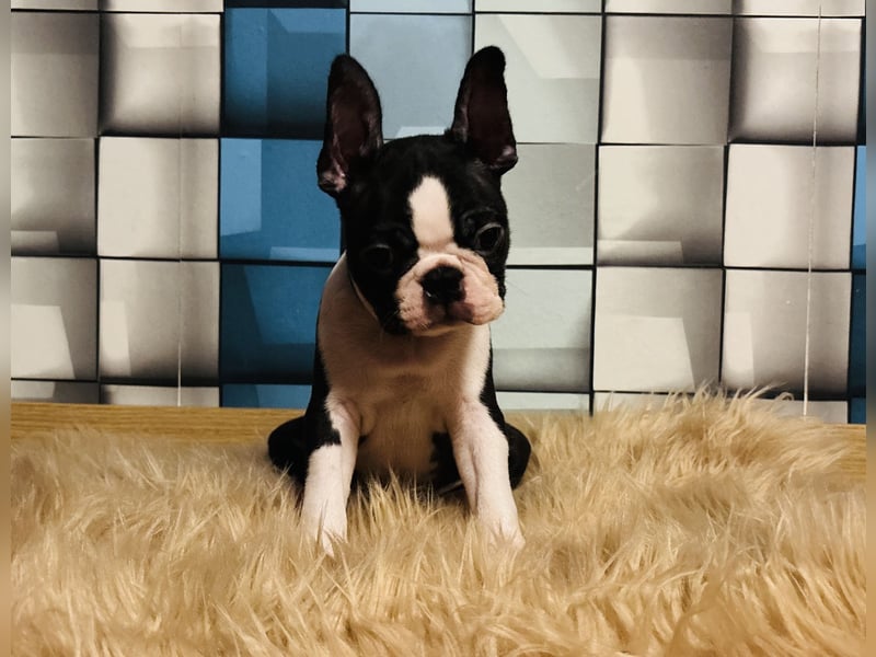 Boston-Terrier-Welpen von preisgekrönten Eltern