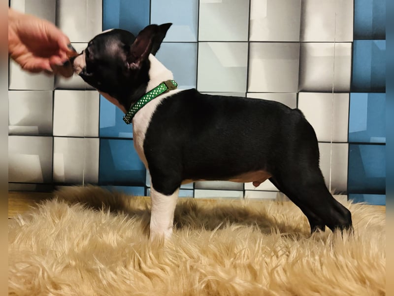 Boston-Terrier-Welpen von preisgekrönten Eltern