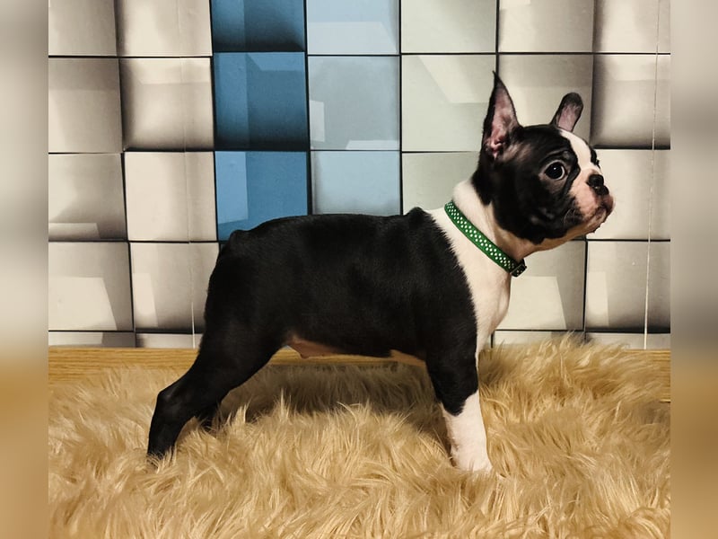 Boston-Terrier-Welpen von preisgekrönten Eltern